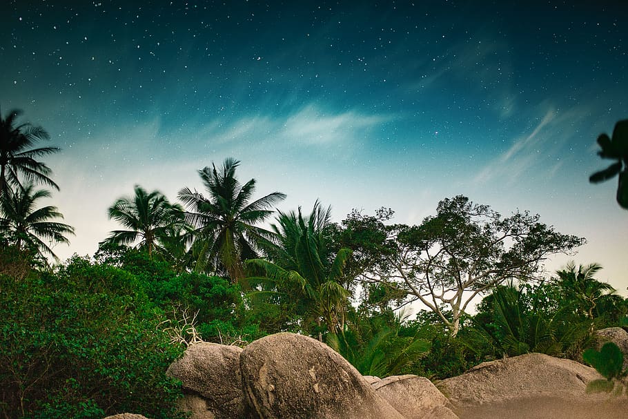 noche, árboles, estrellas, selva, tropical, viajes, pasión por los viajes, rocas, nubes, naturaleza