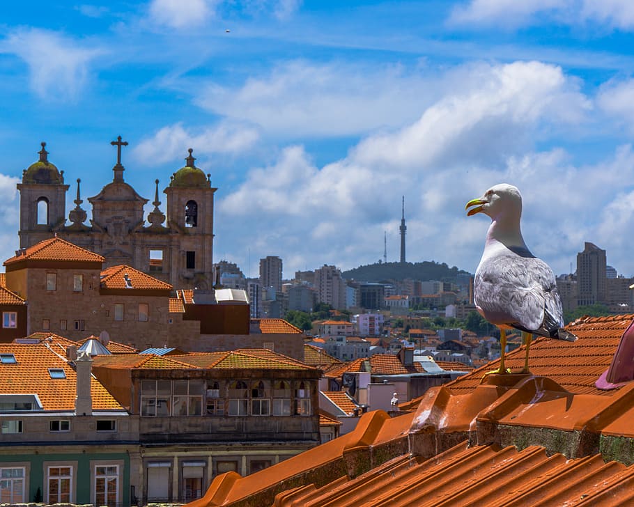 porto, roofs, seagull, gulls, roof, portugal, architecture, panorama, homes, birds