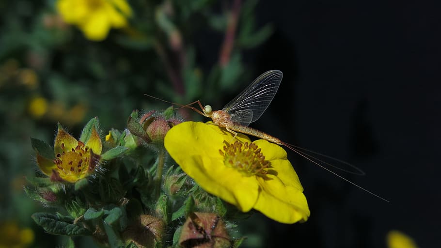 flash in the pan, insect, fly, five finger herb, potentilla fruticosa, yellow, blossom, bloom, close up, five finger shrub