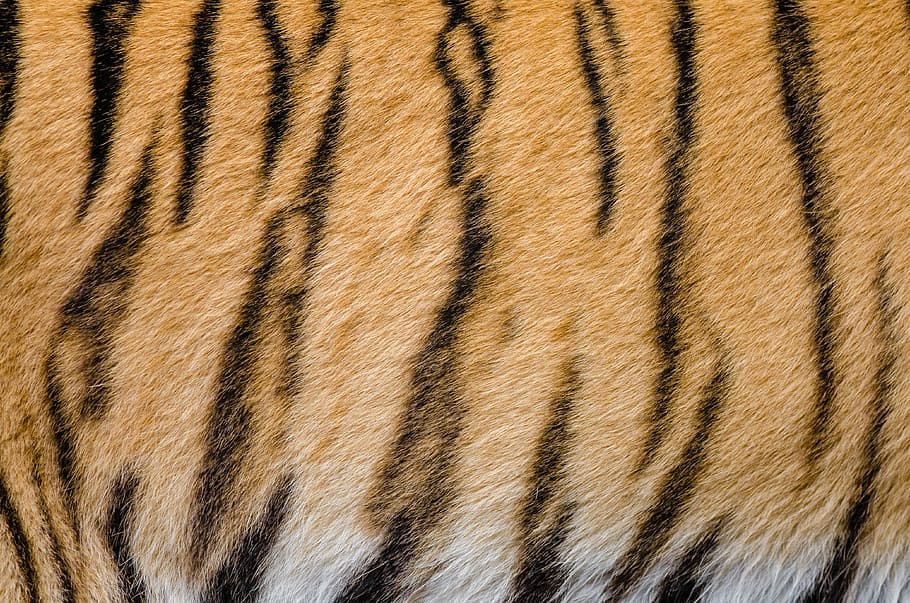 patrón de rayas de tigre, piel, rayas de tigre, patrón, fotos, dominio público, textura, animal, rayas, tigre
