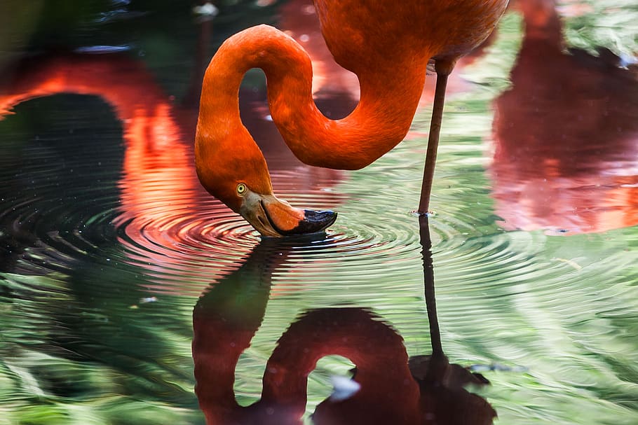 hewan, burung-burung, flamingo, paruh, indah, cantik, bulu, berdiri, kaki, air
