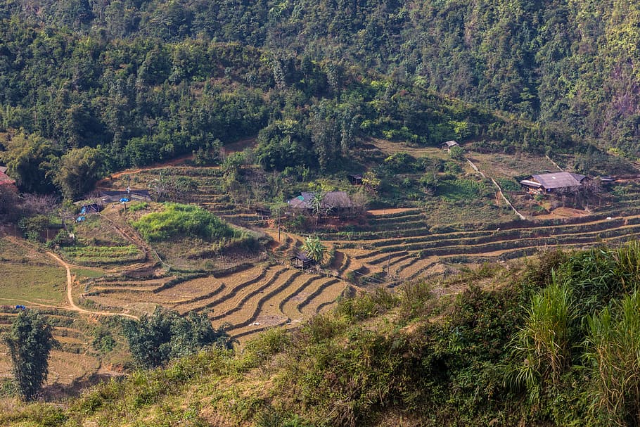 nature, landscape, tree, mountain, sky, sapa, vietnam, rice fields, rice, rice terraces
