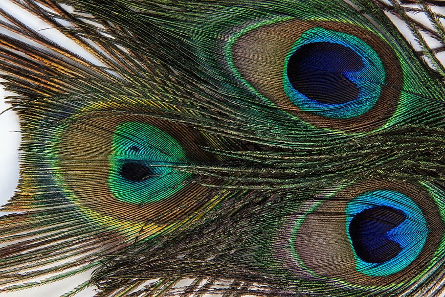 peacock tail, peacock feather, structure, fund, peacock, pavo cristatus, vogelfedenr, eyes, four spot, colorful