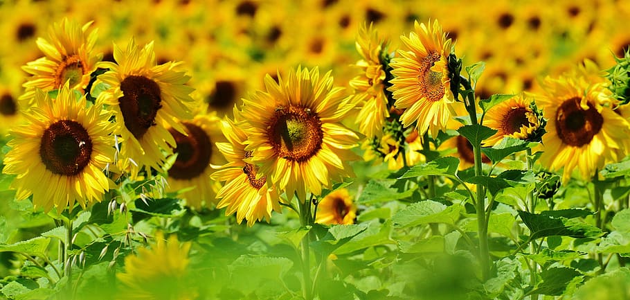 macro photography, sunflowers, sunny, sky, sunflower, bees, summer, garden, blossom, bloom