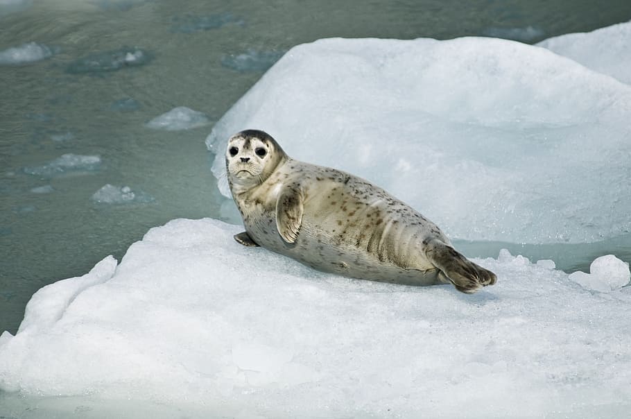 gray, brown, seal, white, rock formation, harbor seal, pup, resting, ice, ocean