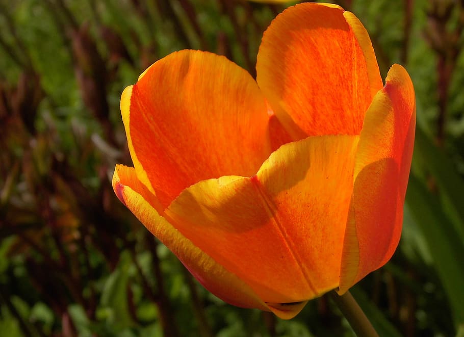 Tulip, Tulipa, Lily, Spring, breeding tulip, ornamental plants, schnittblume, colorful, close, flower