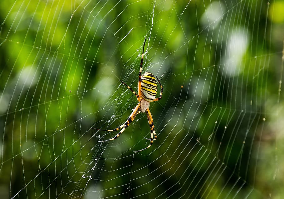 spider, animals, web, nature, predator, spiders, insect, summer, arachnida, arachnids