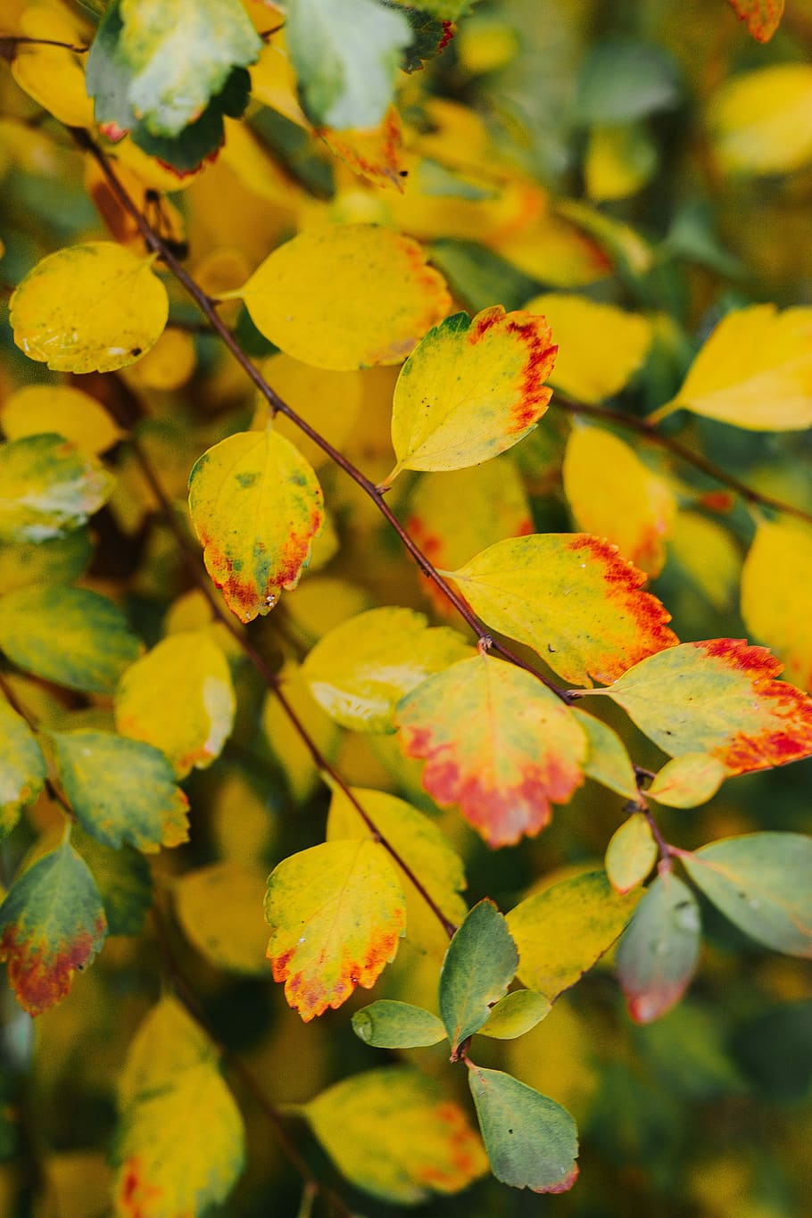 yellow leaves, Yellow, leaves, background, green, brown, bush, twig, leaf, nature