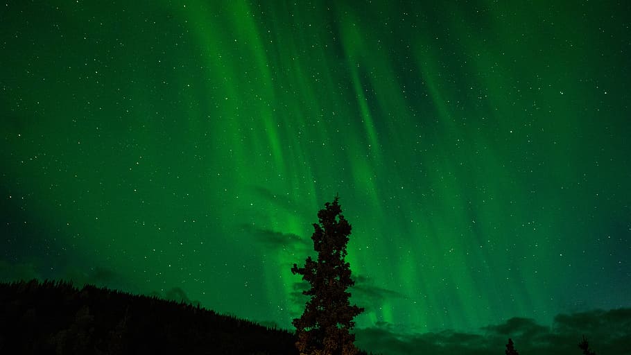 foto siluet, pohon, lampu utara, hijau, aurora, borealis, astronomi, fenomena, aurora borealis, bayangan hitam