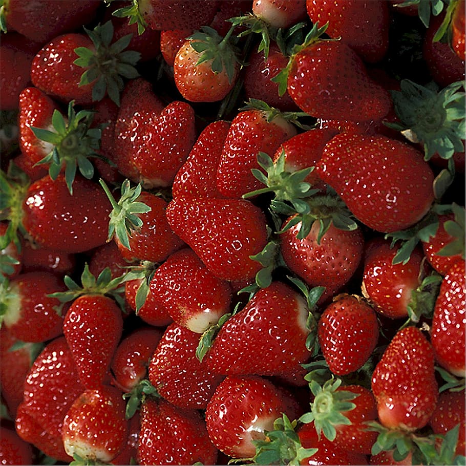 Strawberries, Ripe, Fruit, Fresh, ripe, fruit, red, nutritious, ingredient, cooking, garden