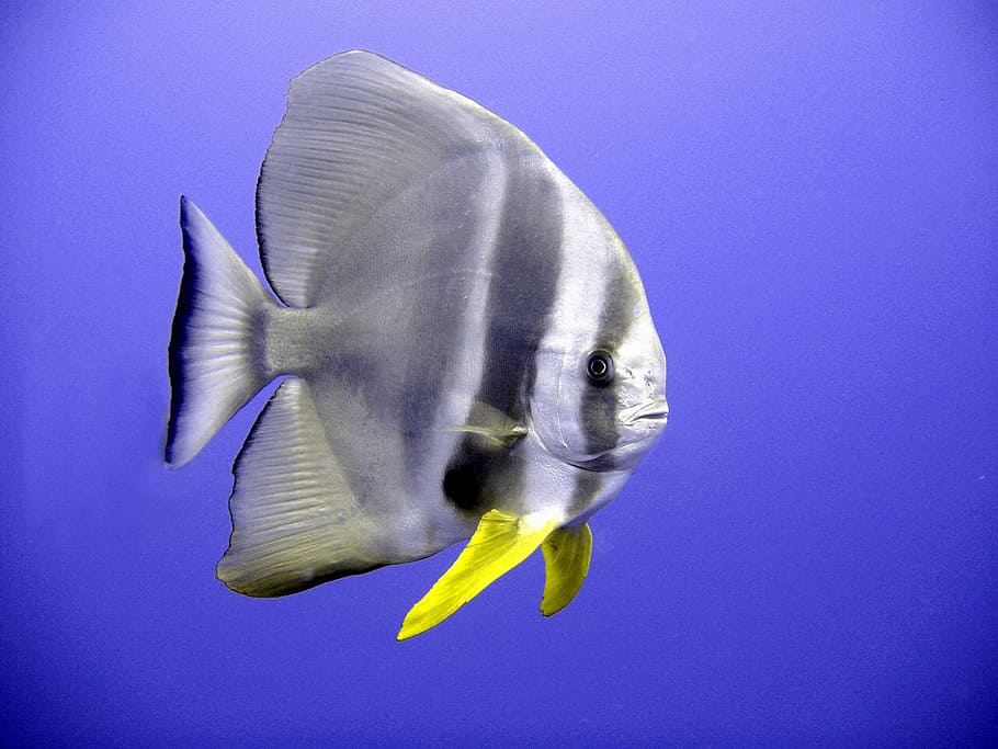 grey, yellow, fish, gray, black fish, bat fish, tropical, exotic, diving, underwater