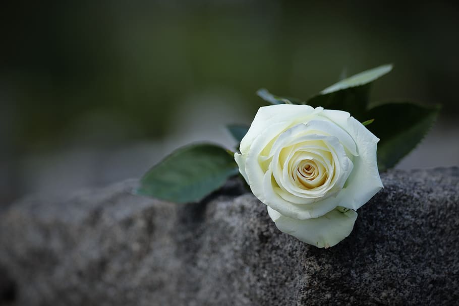 rosa branca, mármore cinza, símbolo de pureza, condolências, memória amorosa, humor, lápide, natureza, ao ar livre, flor