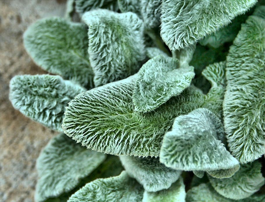 focus photography, green, leaves, plant, lambs ear, texture, fuzzy, garden, ground cover, nature