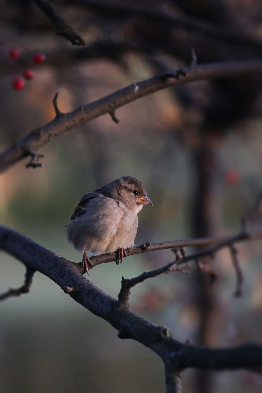 bird, sparrow, russia, nature, birds, feathered race, sparrows, tree, living nature, little