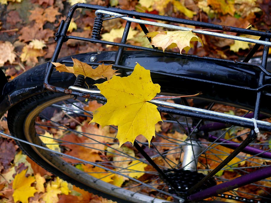 black, bike, maple leaf, leaf, autumn, leaves, maple, yellow, fall color, fall foliage
