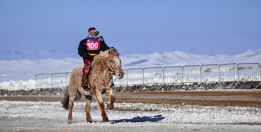 horse race, finish line, winter, horseback, equine, racing, competition, horse, saddle, event
