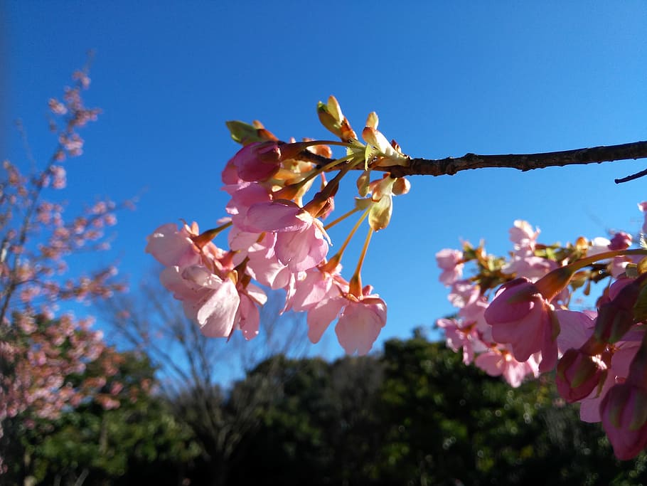 花桜ピンクの写真 工場 花 開花植物 成長 ピンク色 自然の美しさ もろさ 鮮度 木 Pxfuel