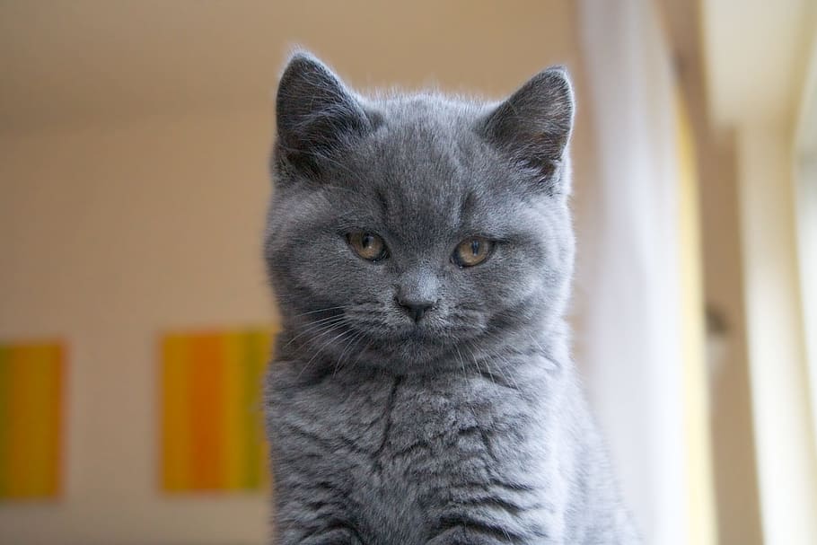 gato persa gris, gris, gato persa, gato, chartreux, pelo corto, un animal, gato doméstico, mirando a cámara, temas de animales