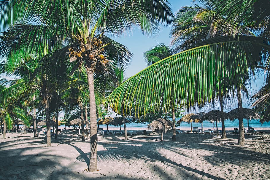perfecto, palmeras, imagen, capturado, playa caribeña, Varadero, Cuba, naturaleza, playa, costa