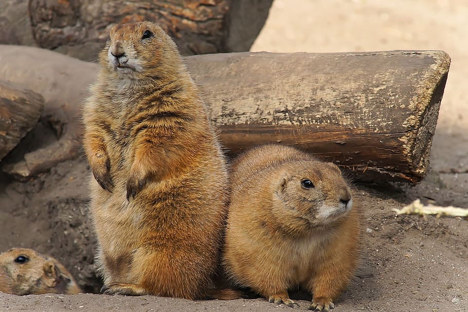 two brown rodents, prairie dogs, america, furry, sweet, cute, animals, close, graceful, animal world
