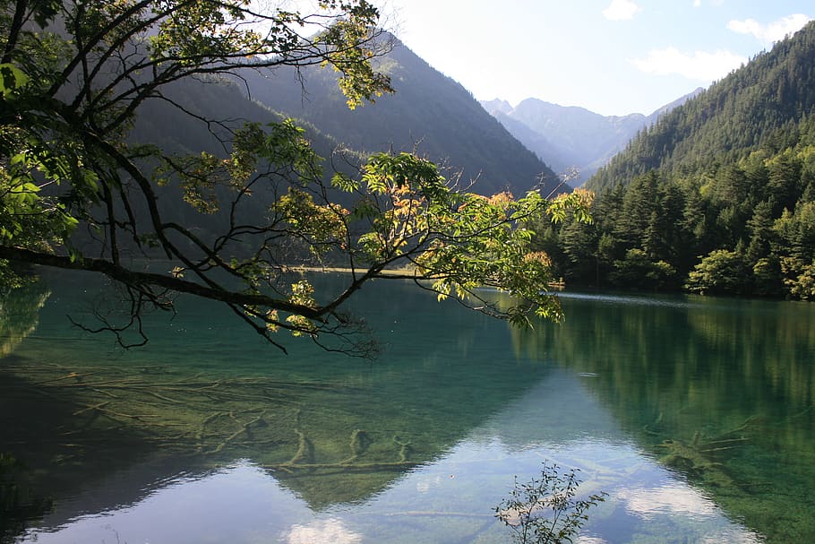 jiuzhaigou, chengdu, sichuan, lake, landscape, tree, beauty in nature, water, scenics - nature, plant