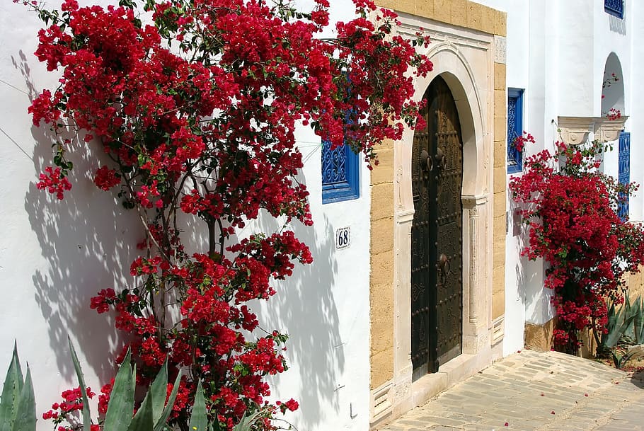 black wooden door, Tunisia, Sidi Bou Saïd, Bougainvillea, portal, tranquility, seaside, red, flower, architecture And Buildings