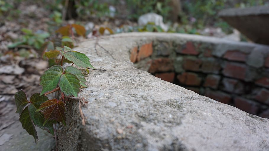 nature, leaf, stone, plant, background, well, spring, the wellhead, outdoor, wood