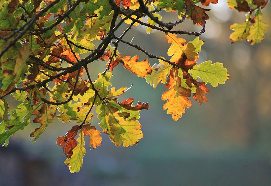 oak, oak leaves, fall foliage, autumn colours, colorful leaves, autumn, leaf, colorful, leaves, color
