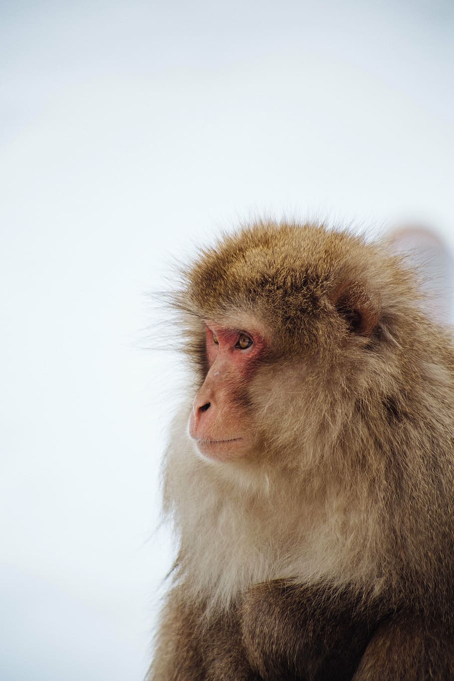 mono macaco japonés, animal, mono, pelaje, vida silvestre, bokeh, desenfoque, un animal, temperatura fría, macaco japonés