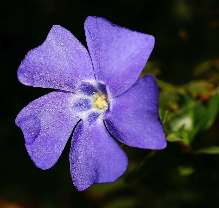 close-up photography, purple, vinca flower, periwinkle, flower, blossom, bloom, macro, close, plant