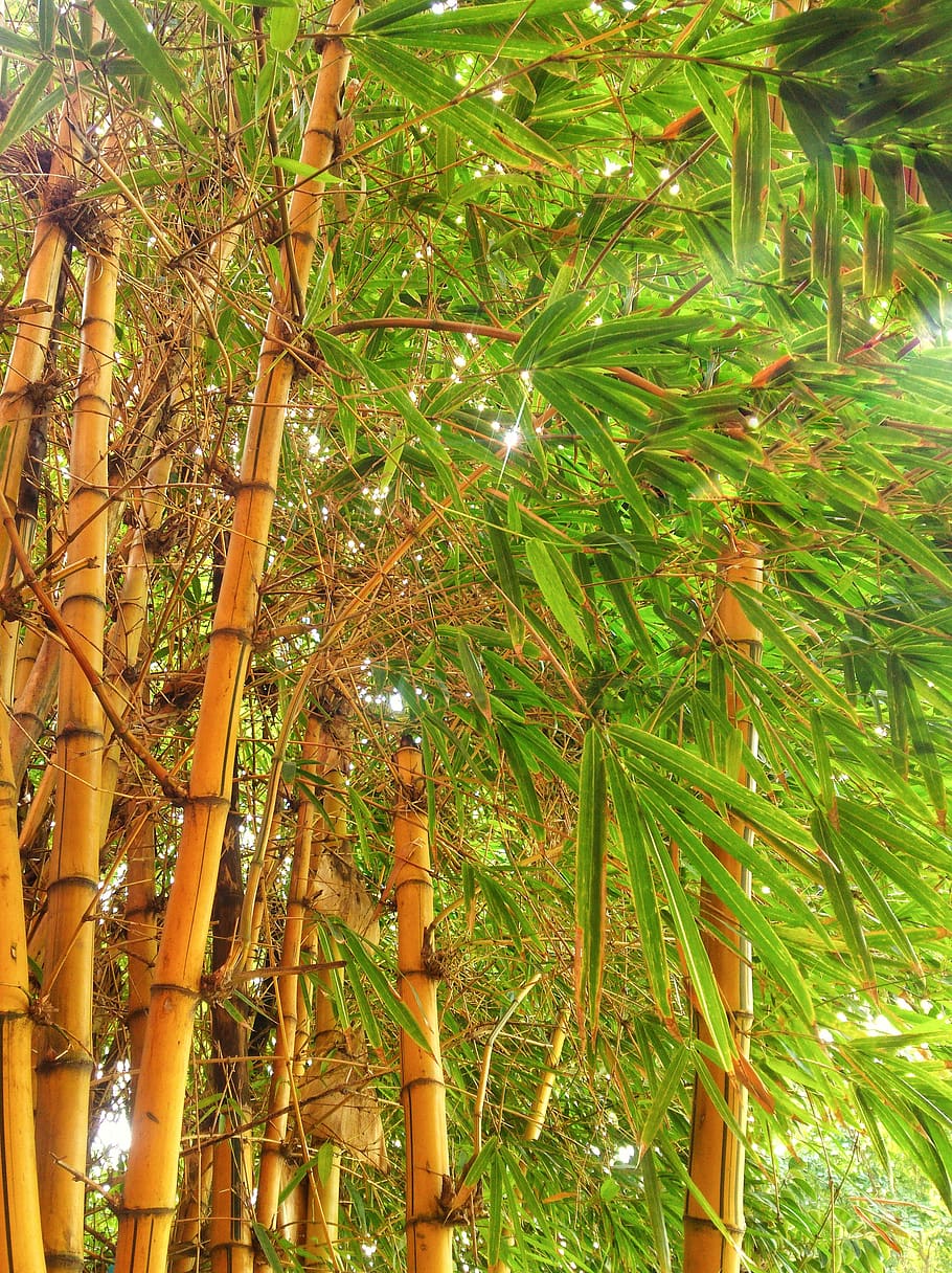 nature, green, yellow, bamboo, bangladesh, growth, plant, tree, bamboo - plant, beauty in nature