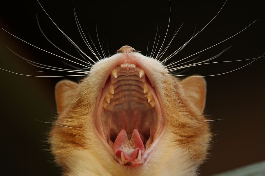 kucing jeruk menguap, kucing, menguap, merapatkan, kumis, mulut, lidah, gigi, lelah, lucu