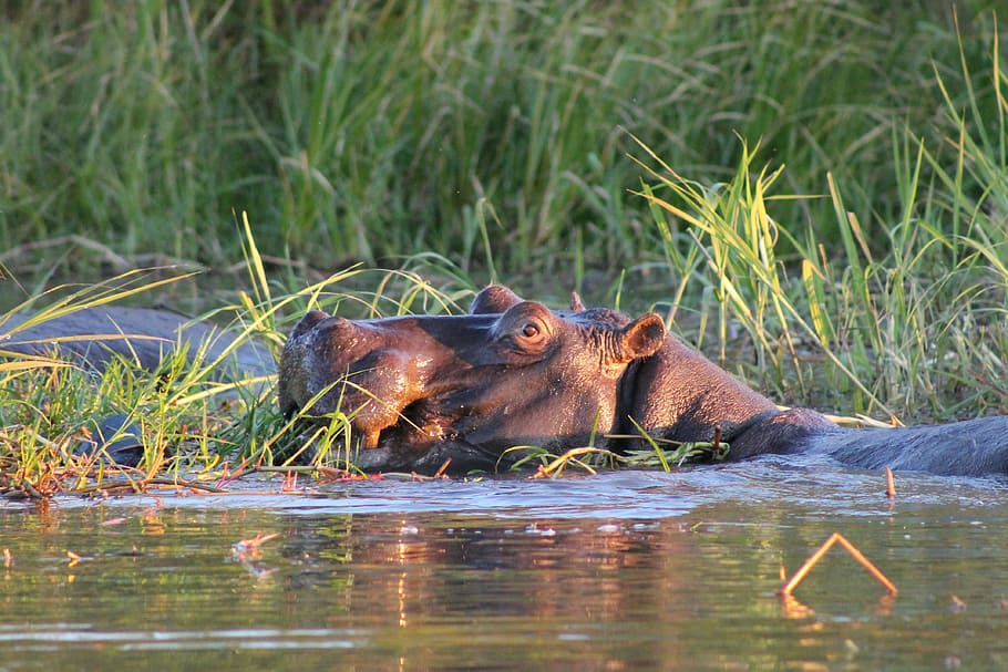 hippo, africa, swamp, animal themes, animal, animal wildlife, mammal, animals in the wild, water, group of animals