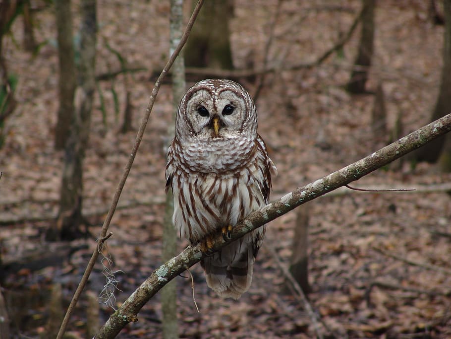 owl, tree branch, barred owl, perched, bird of prey, nocturnal, predator, eyes, bird, animal wildlife