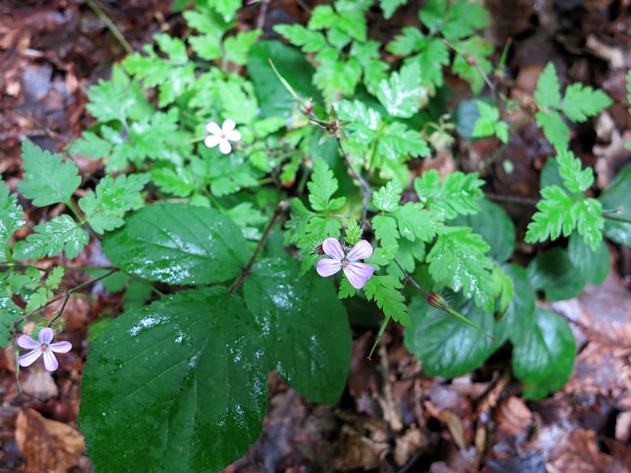 stinking cranesbill, rupprechtskraut, herb, blossom, bloom, flower, plant, nature, leaf, plant part