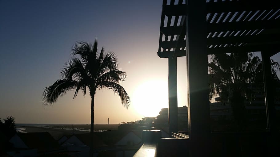 palmeira, ao lado, pérgola, dourado, hora, pôr do sol, Fuerteventura, palma, par, férias