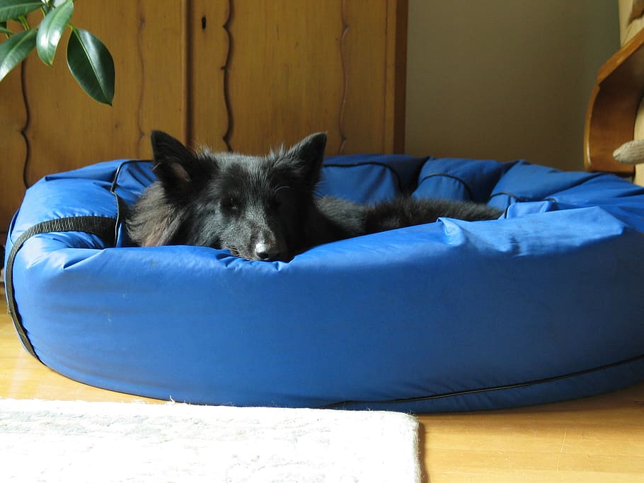 dog, sleeps, tired of the, ears, groenendael, pet, the bed, turkish, the muzzle, belgian shepherd dog