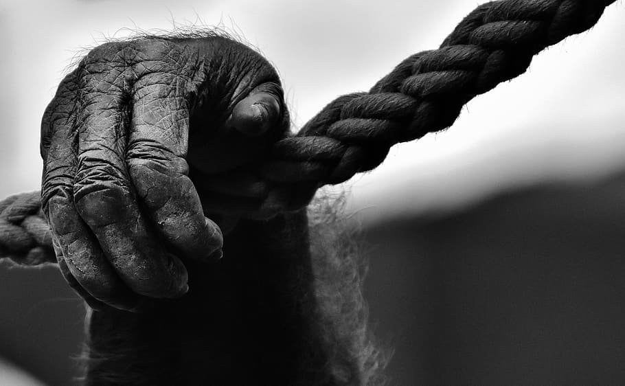 グレースケール写真霊長類の手, 持株, ロープ, 手, 猿, ゴリラ, 動物の世界, 黒と白, 動物, 野生動物の写真