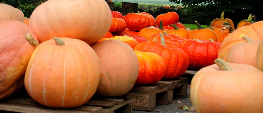 pumpkin, pumpkins, halloween, vegetables, autumn decoration, food, autumn motives, autumn, orange, cucurbita