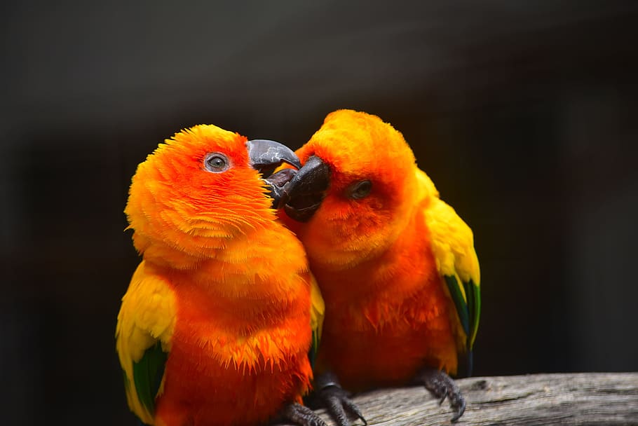 shallow, focus photography, two, yellow-orange birds, parrot, kissing, bird, love, nature, wildlife