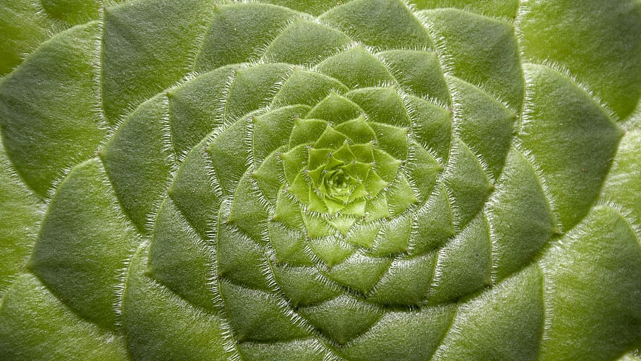 close, photography, green, leaf plant, aeonium tabuliforme, succulent dish, plant, scaly, scale, flower
