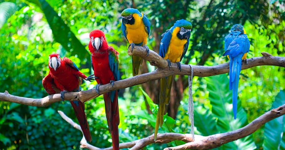 selectivo, fotografía de enfoque, dos, escarlata, tres, guacamayos azules y amarillos, rama, pájaros, naturaleza, colorido