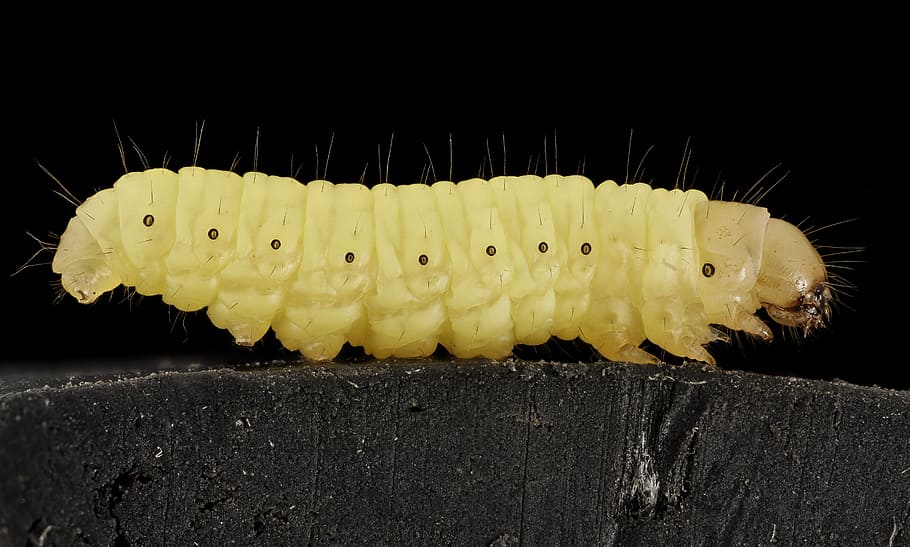 Cera, gusano, Maryland, lateral, 2015, ZS, PMax, macro, fotografía, beige