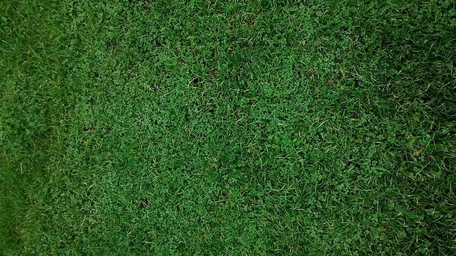 Trébol, trébol cuatro, verde, color verde, fondos, texturizado, fotograma completo, resumen, primer plano, hierba