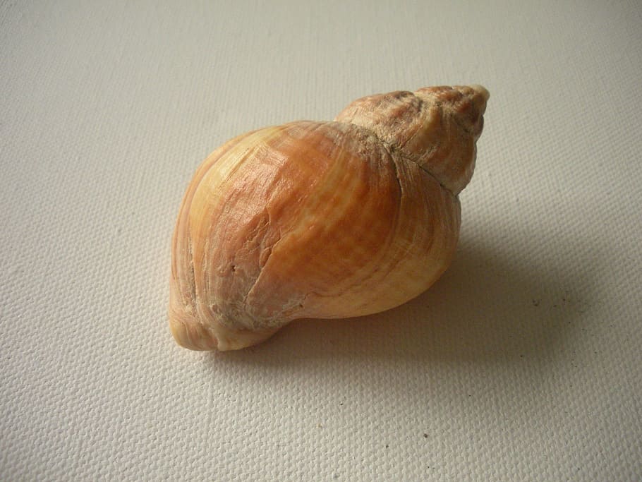 brown sea shell, seashell, shell, beach shell, macro, whelk, snail shell, univalve, mollusk, conch