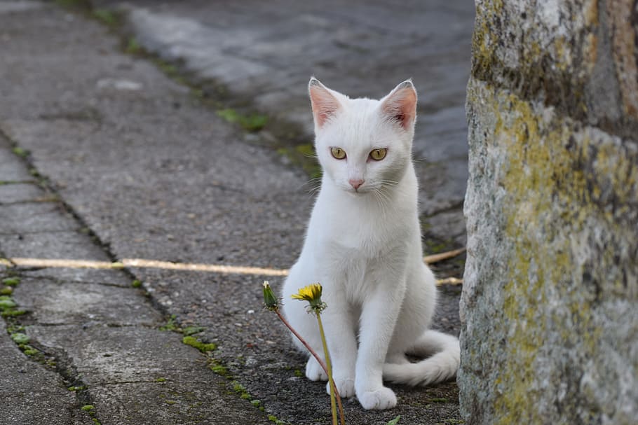 white, cat, sitting, gray, concrete, wall, eyes, flower, domestic cat, feline