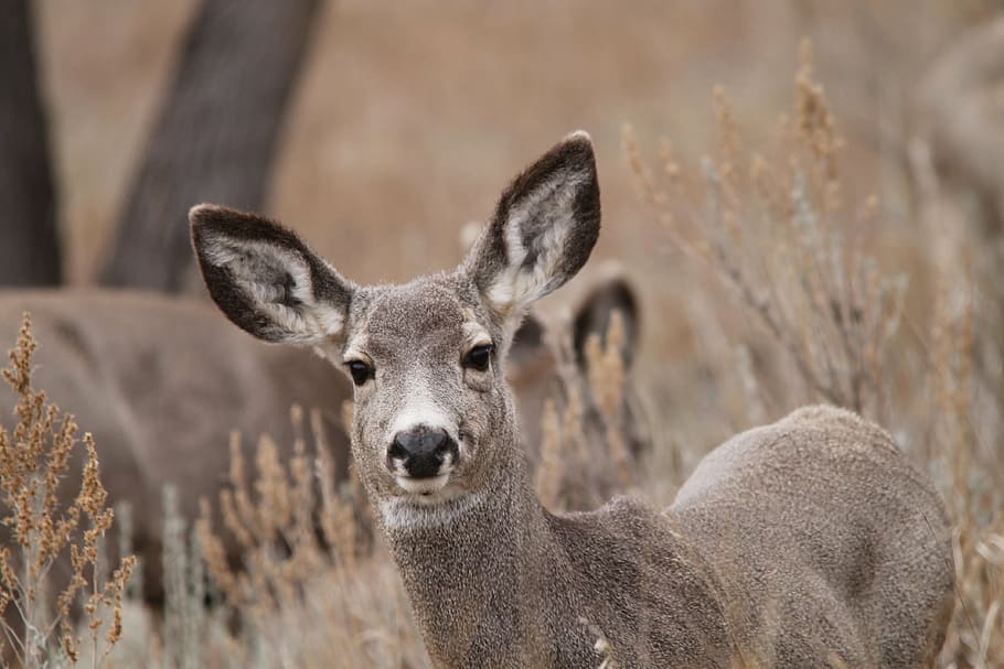 mule deer, doe, wildlife, north dakota, female, hirsch, venado, jessica magnus-rockeman, animal, mammal