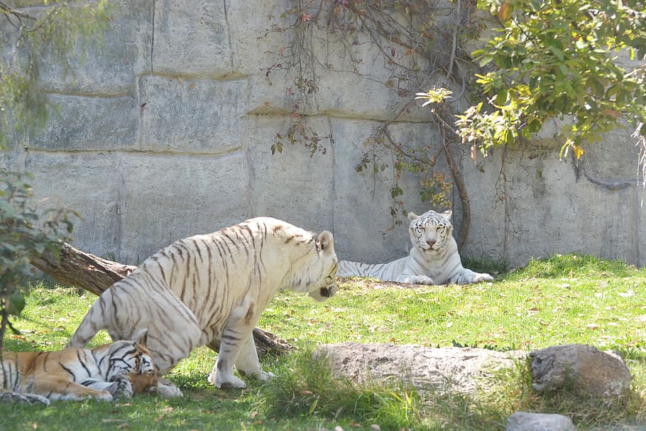 tigers, white tiger, zoo, day, tree, grass, light, leaves, animals, green