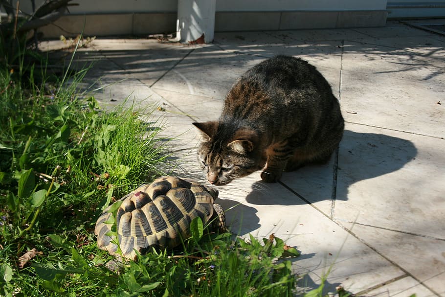 cat, turtle, friendship, pets, animal, animal world, cute, good, protector, attention