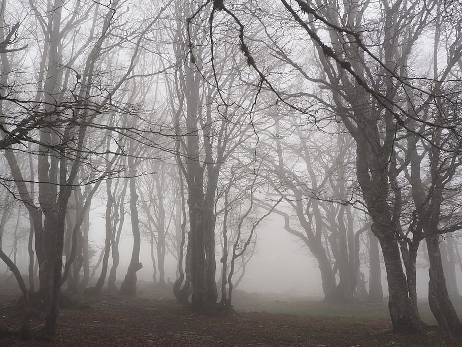lifeless, trees, fog, beech wood, forest, tree trunks, book, foggy, haunting, mystical
